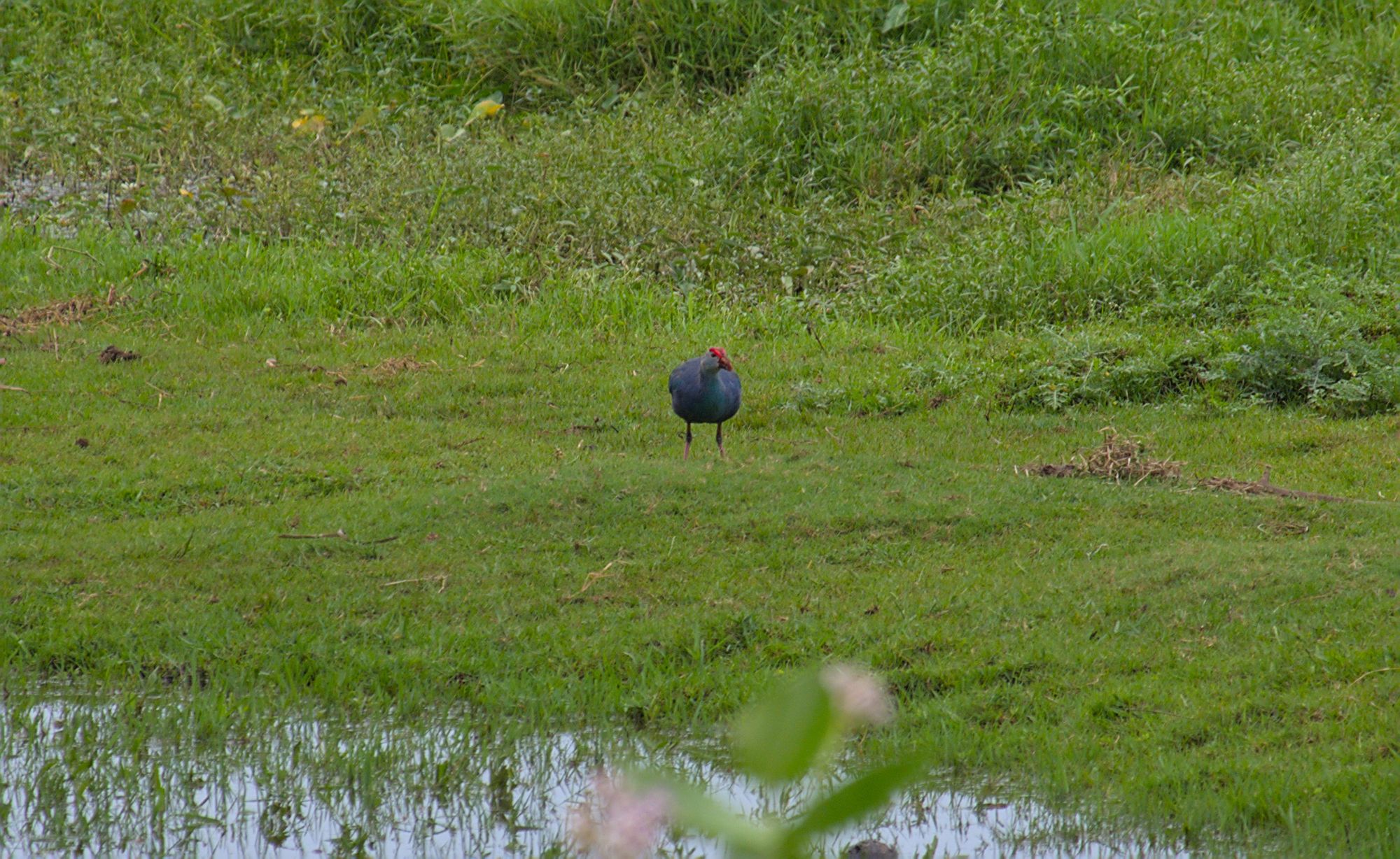 Grey-headed swamphen