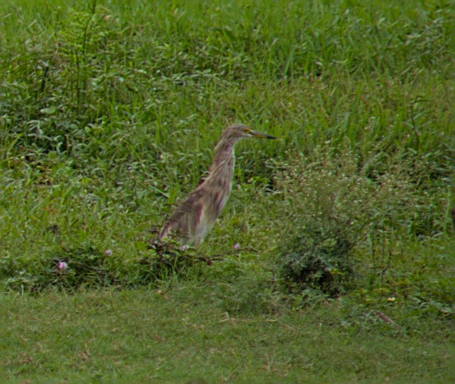 Indian pond heron