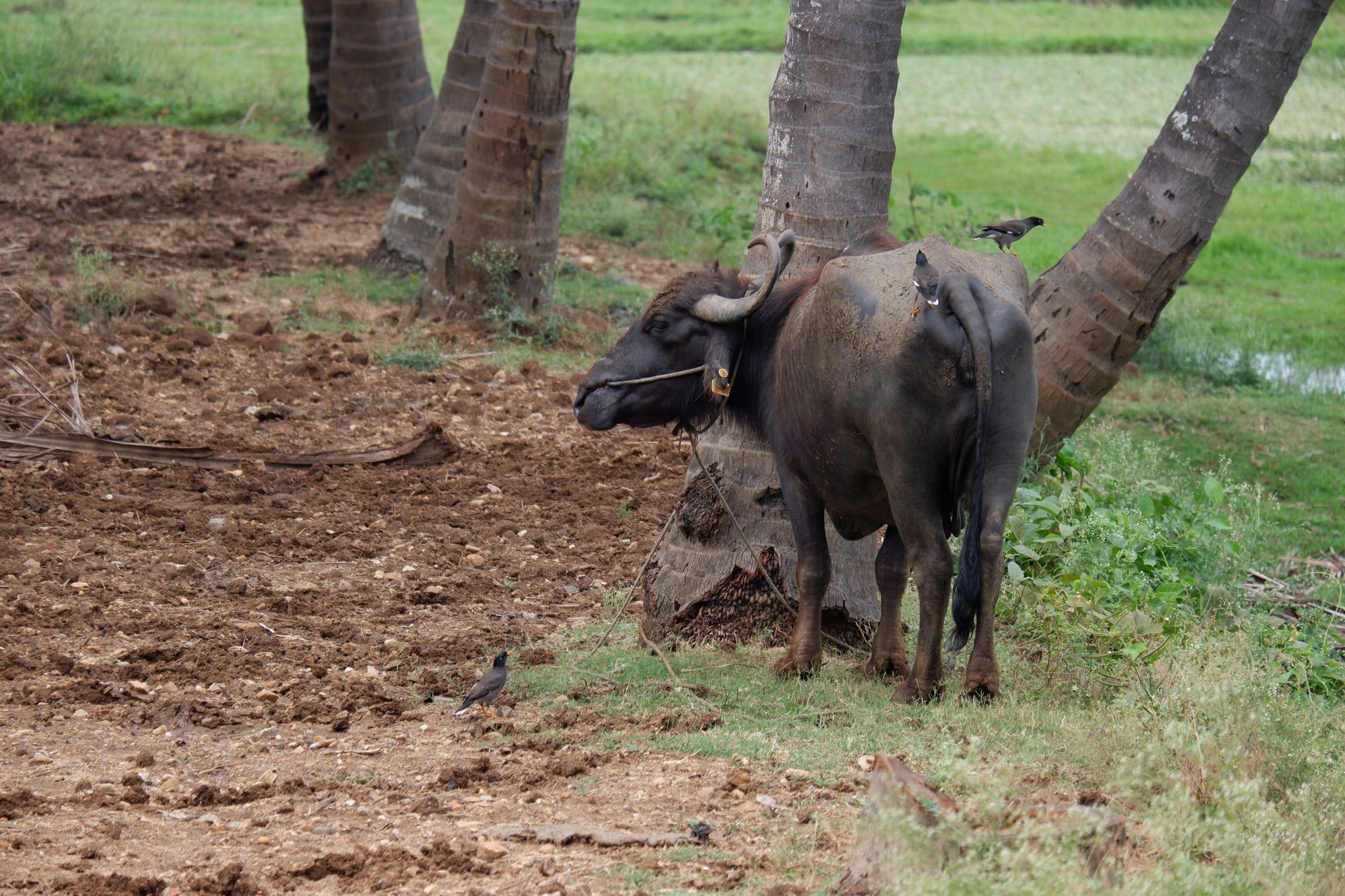 Indian/Common Mynas (Shalik) on top of a buffalo