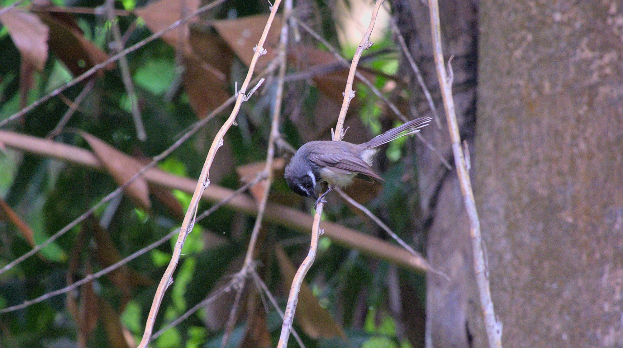 Spot-breasted fantail