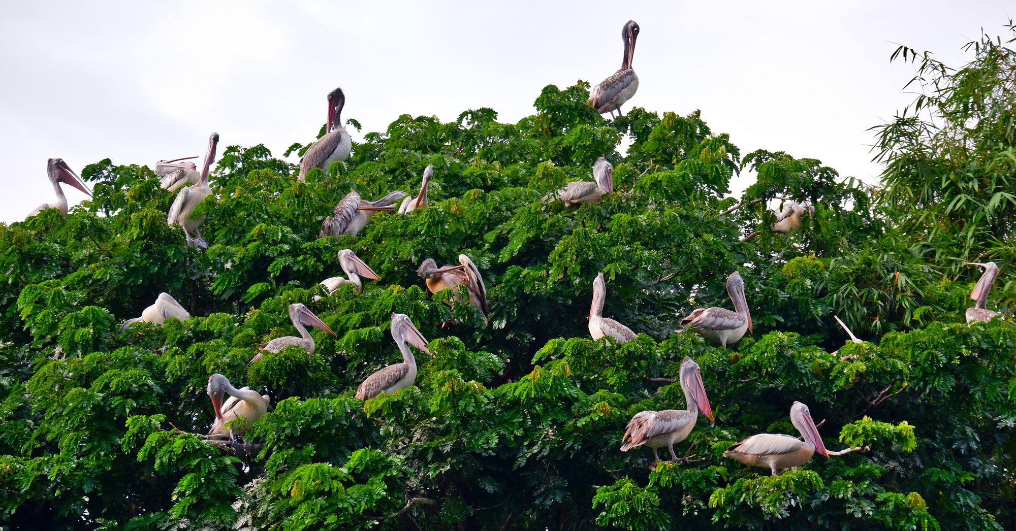 Spot-billed pelican