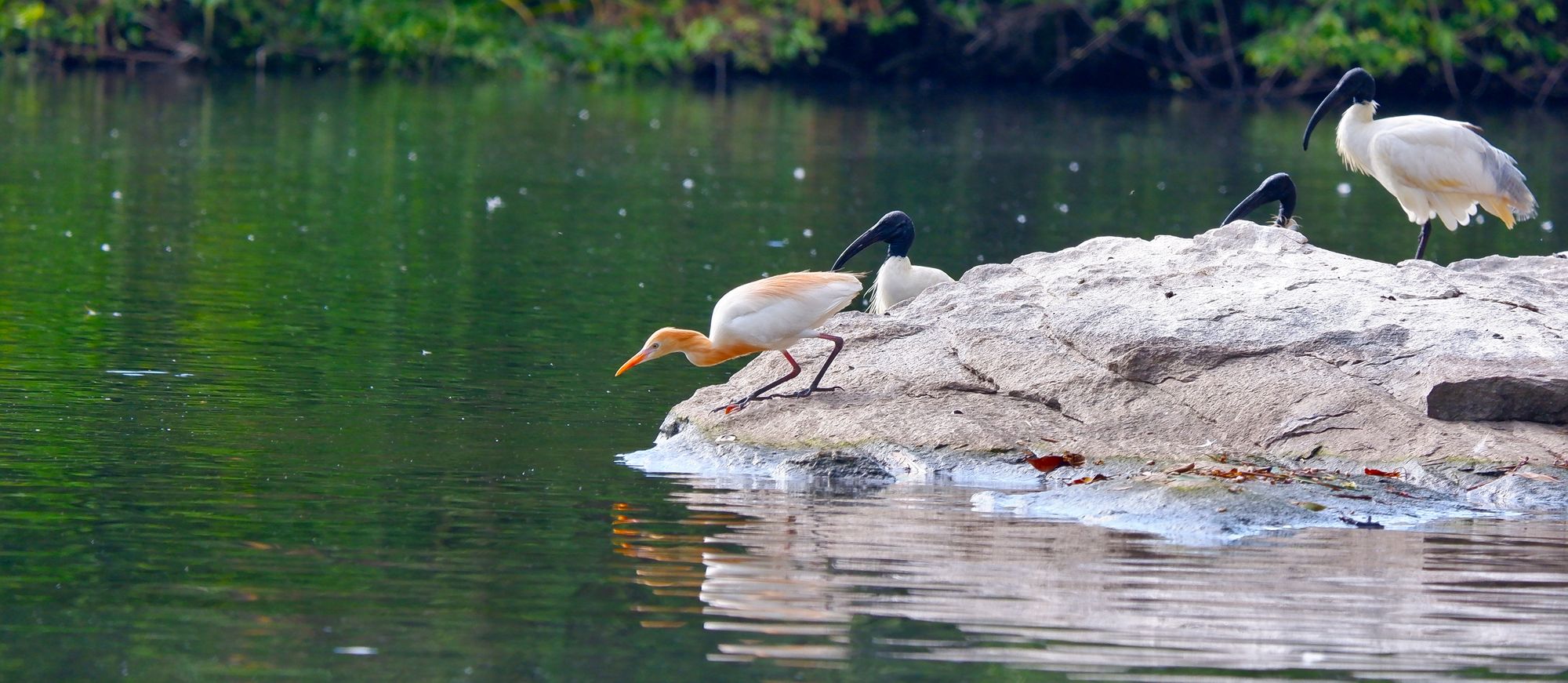 Cattle egret on hunting mode, with Black-headed Ibis at the back