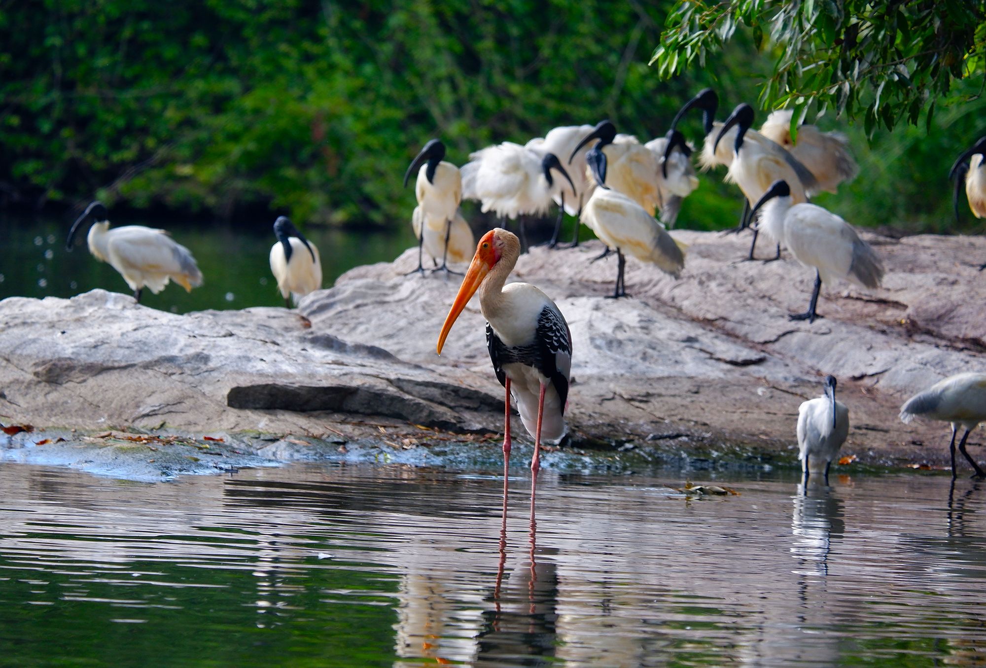 Painted stork, with black headed Ibis at the back