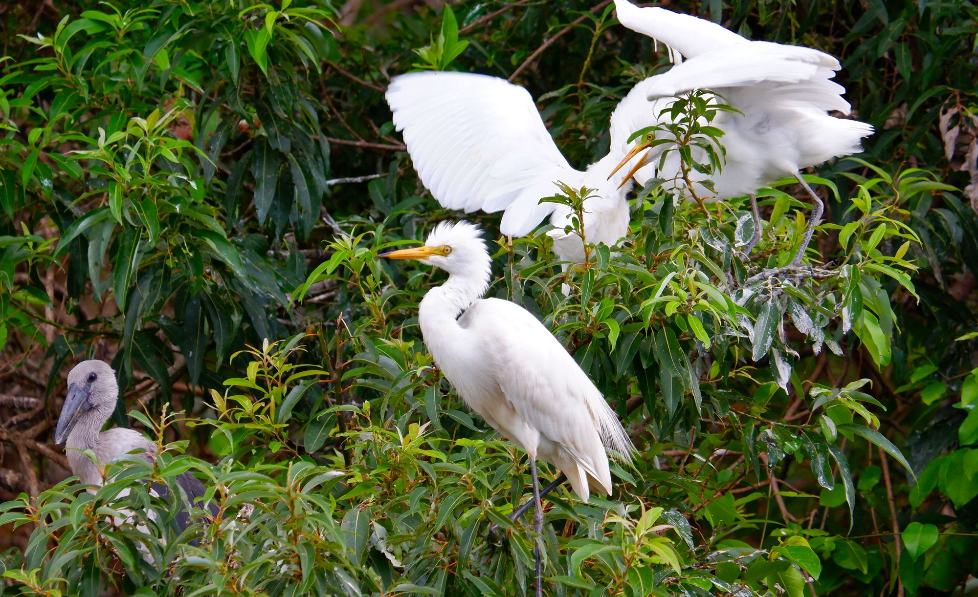 Cattle egret