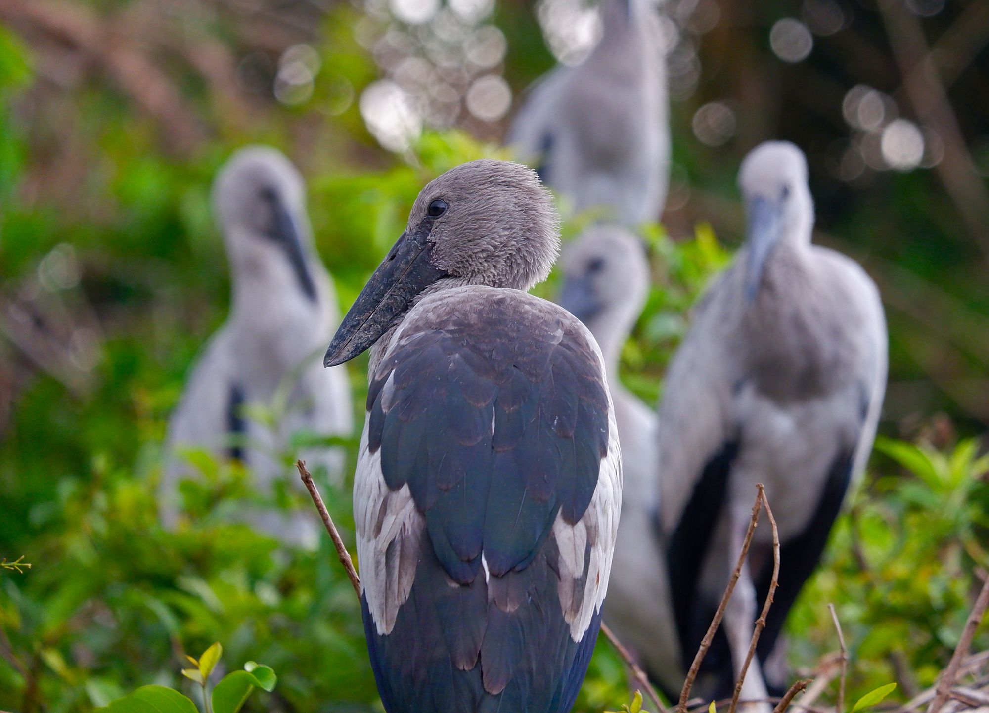 Asian openbill