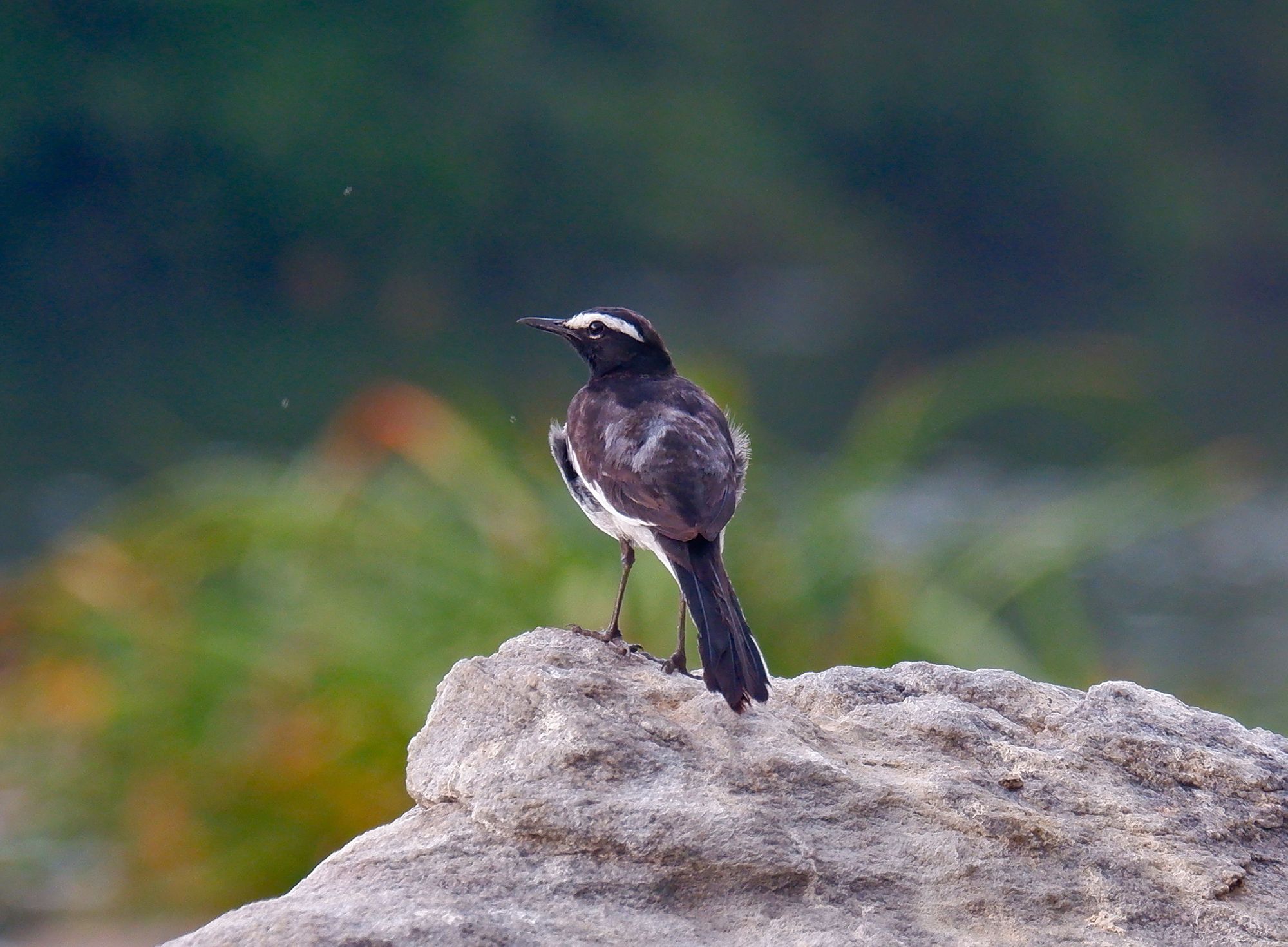 White-browed wagtail