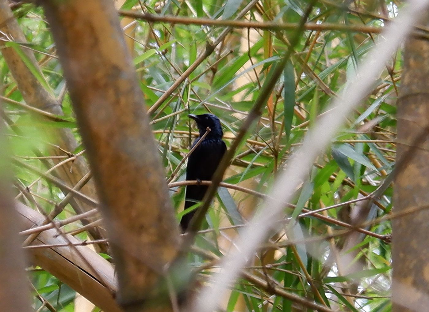 Most likely black drongo