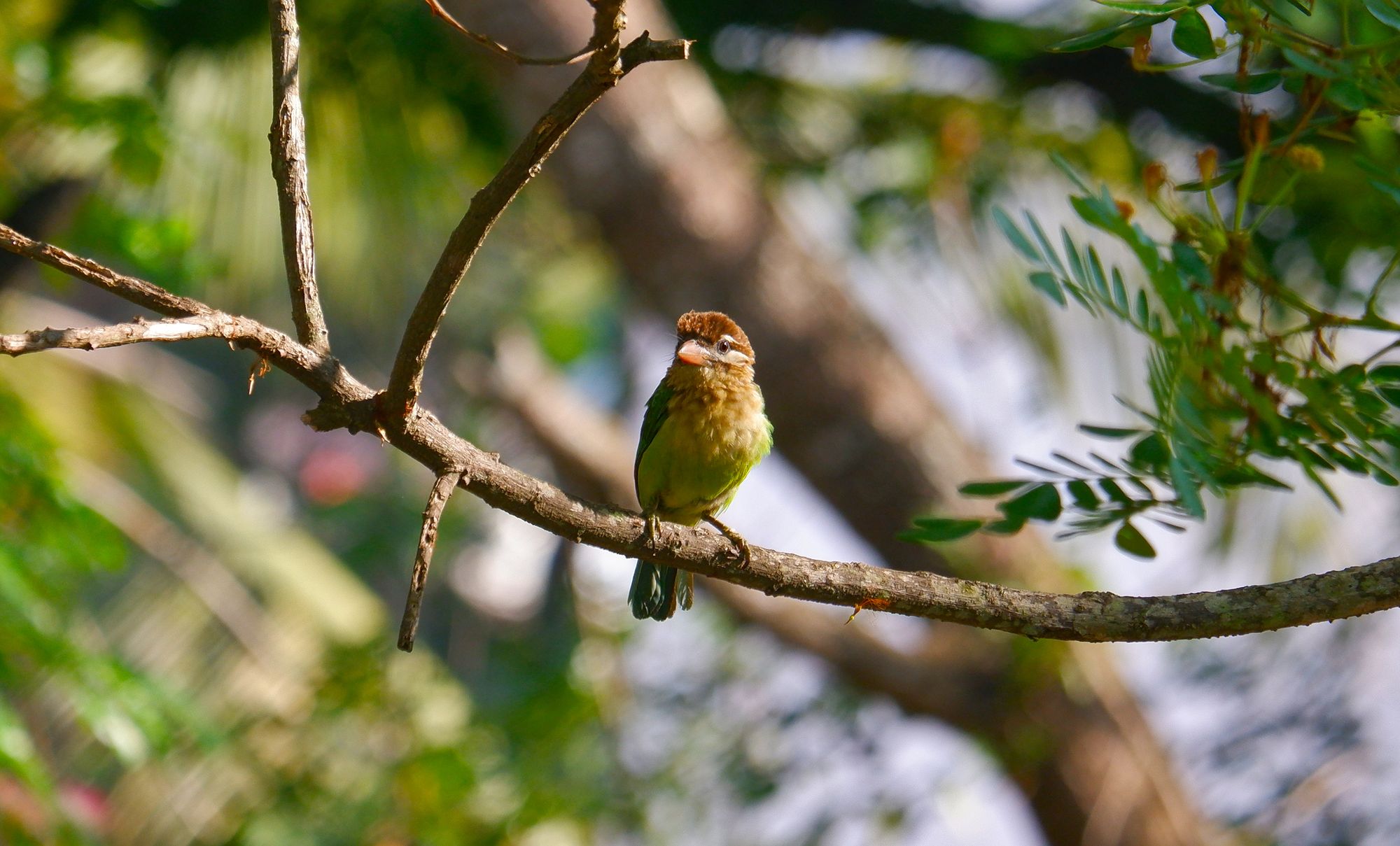 White-cheeked barbet