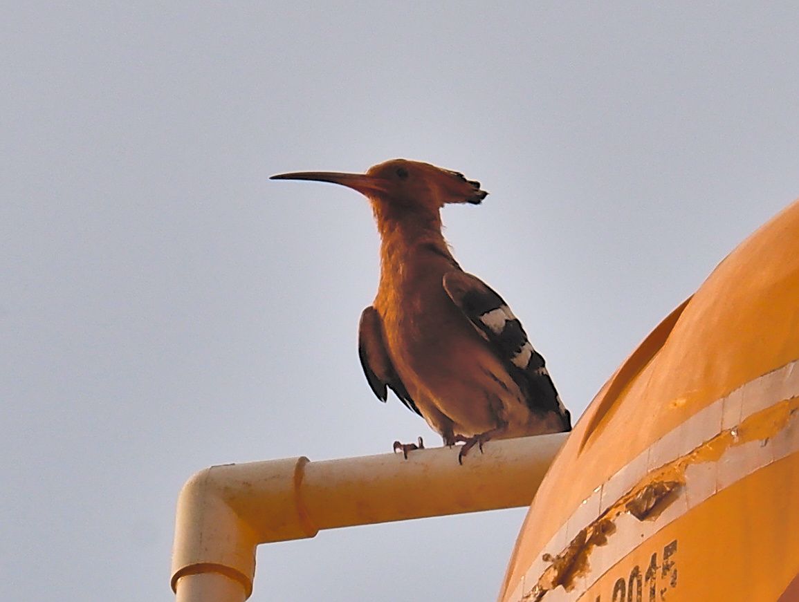 Eurasian hoopoe !