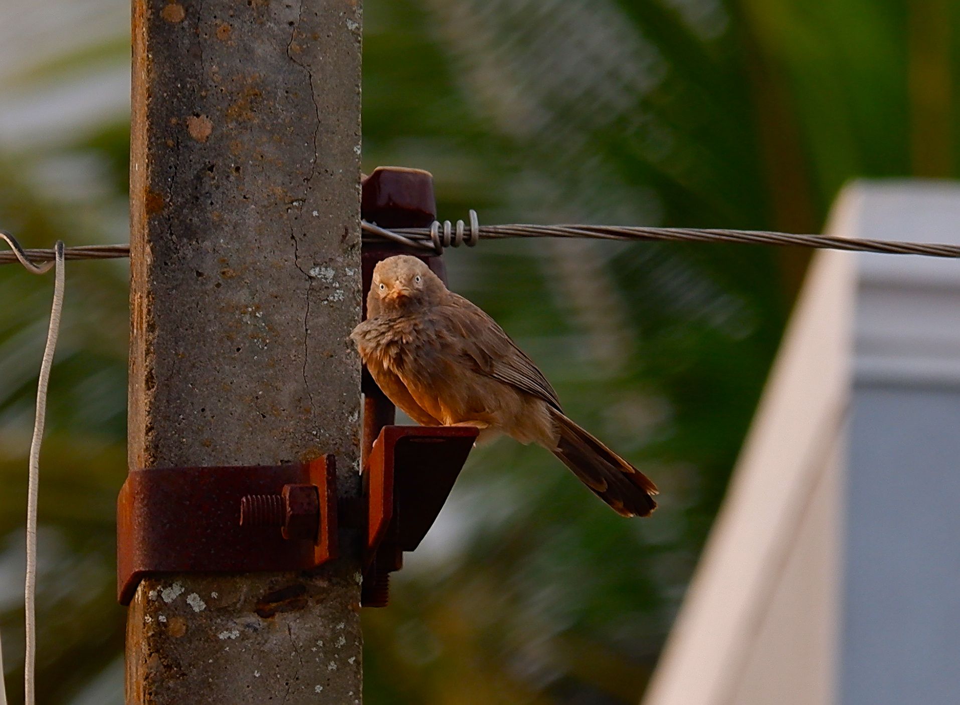 Yellow-billed babbler