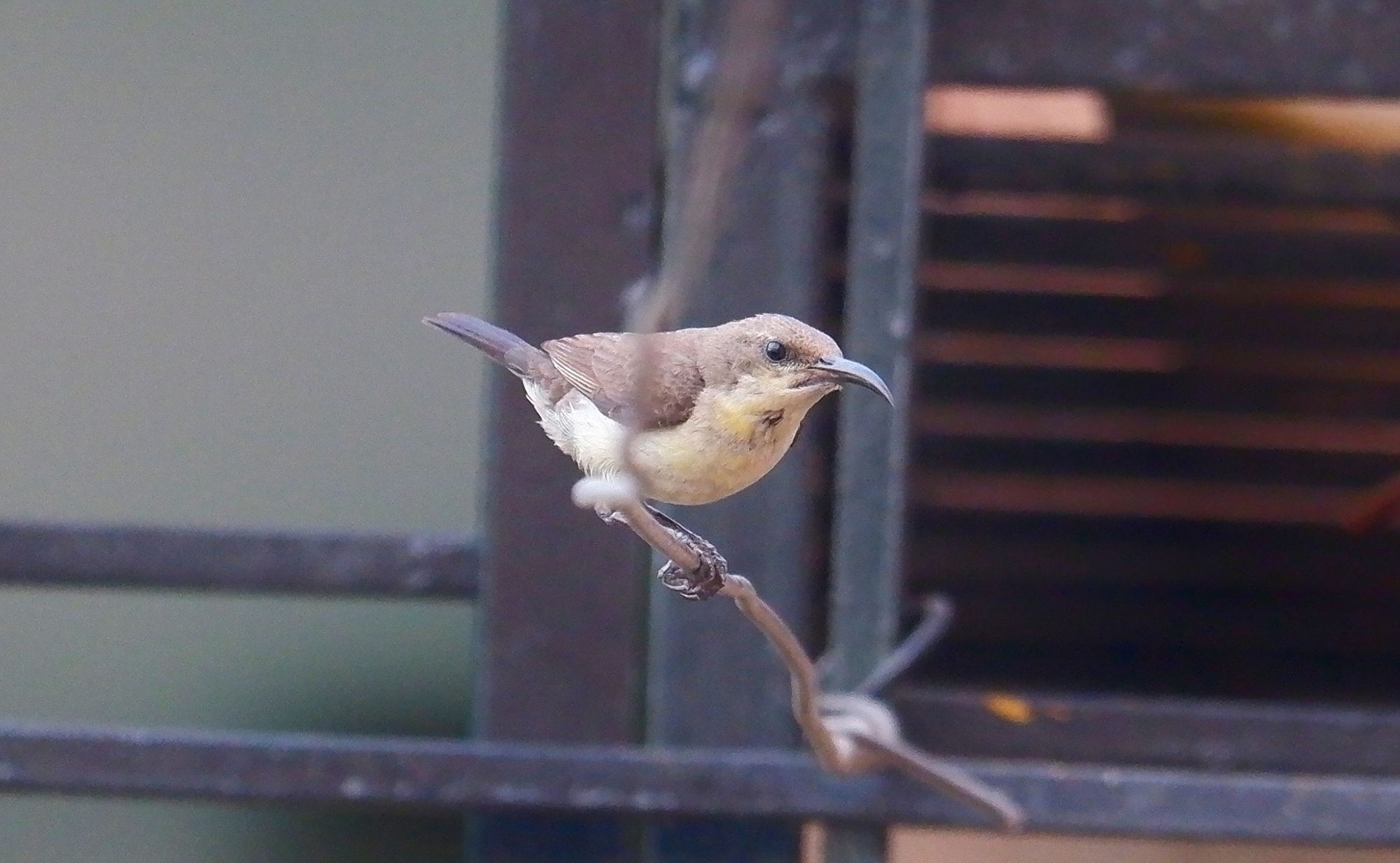 Purple sunbird